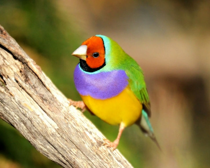15 Beautiful pet birds in the world