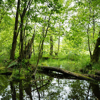 Ein Moor an der Mecklenburgischen Seenplatte.jpeg