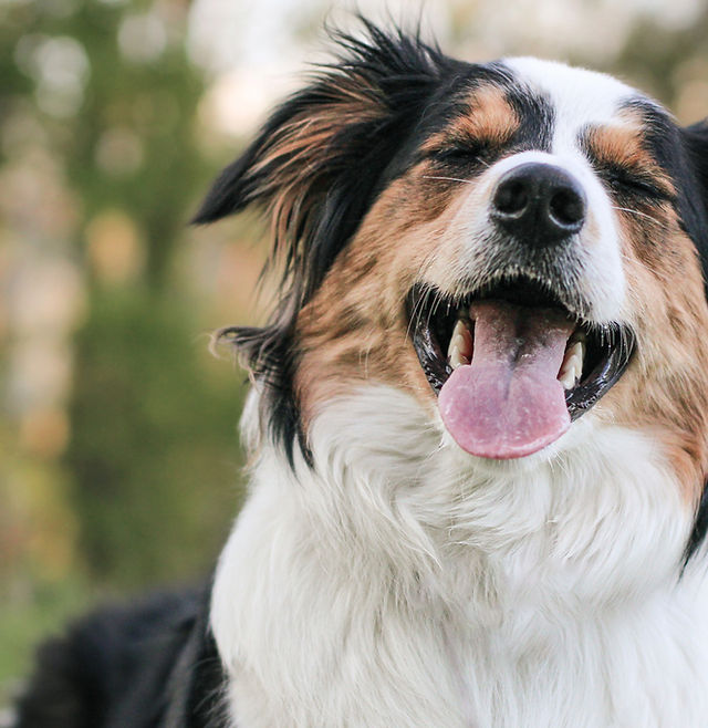 Neukunde werden | Pinewoodhuskys