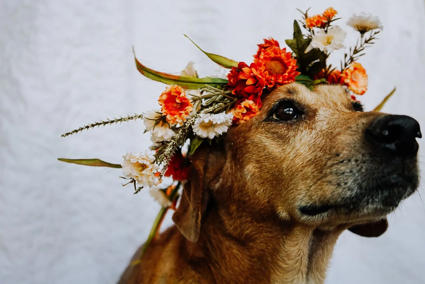 dog and flower crown