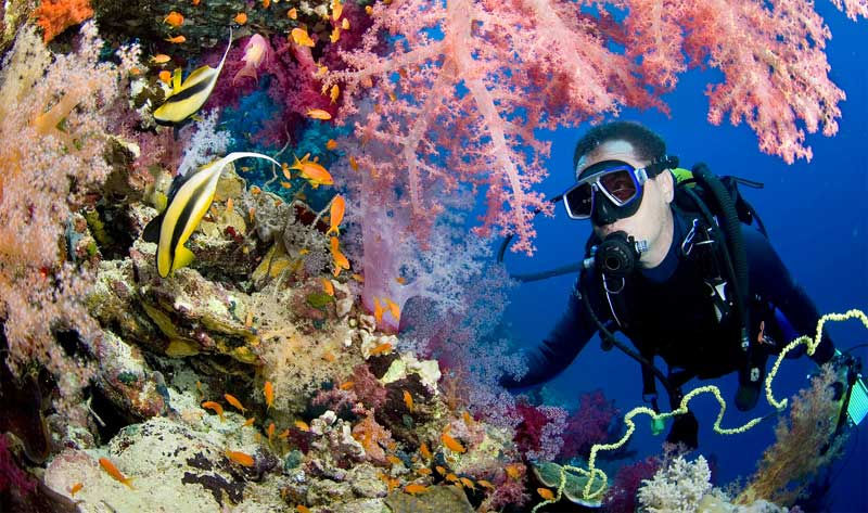 Diver in Coral Bespoke Backdrop