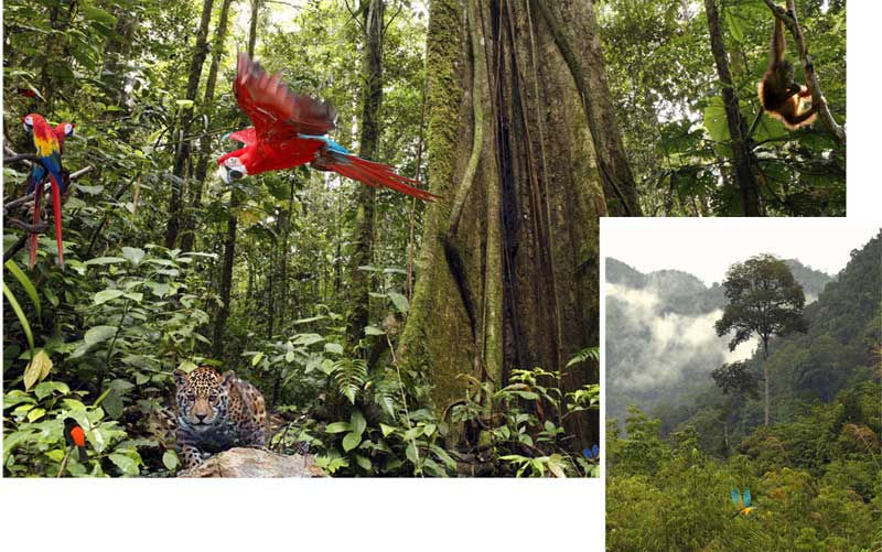 Jungle Scene Setters - medium