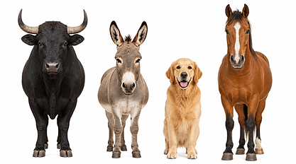 animals_thank_you.png