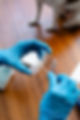 MJ_VET_S1-7409326.jpeg