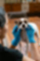 MJ_VET_S1-7409206.jpeg