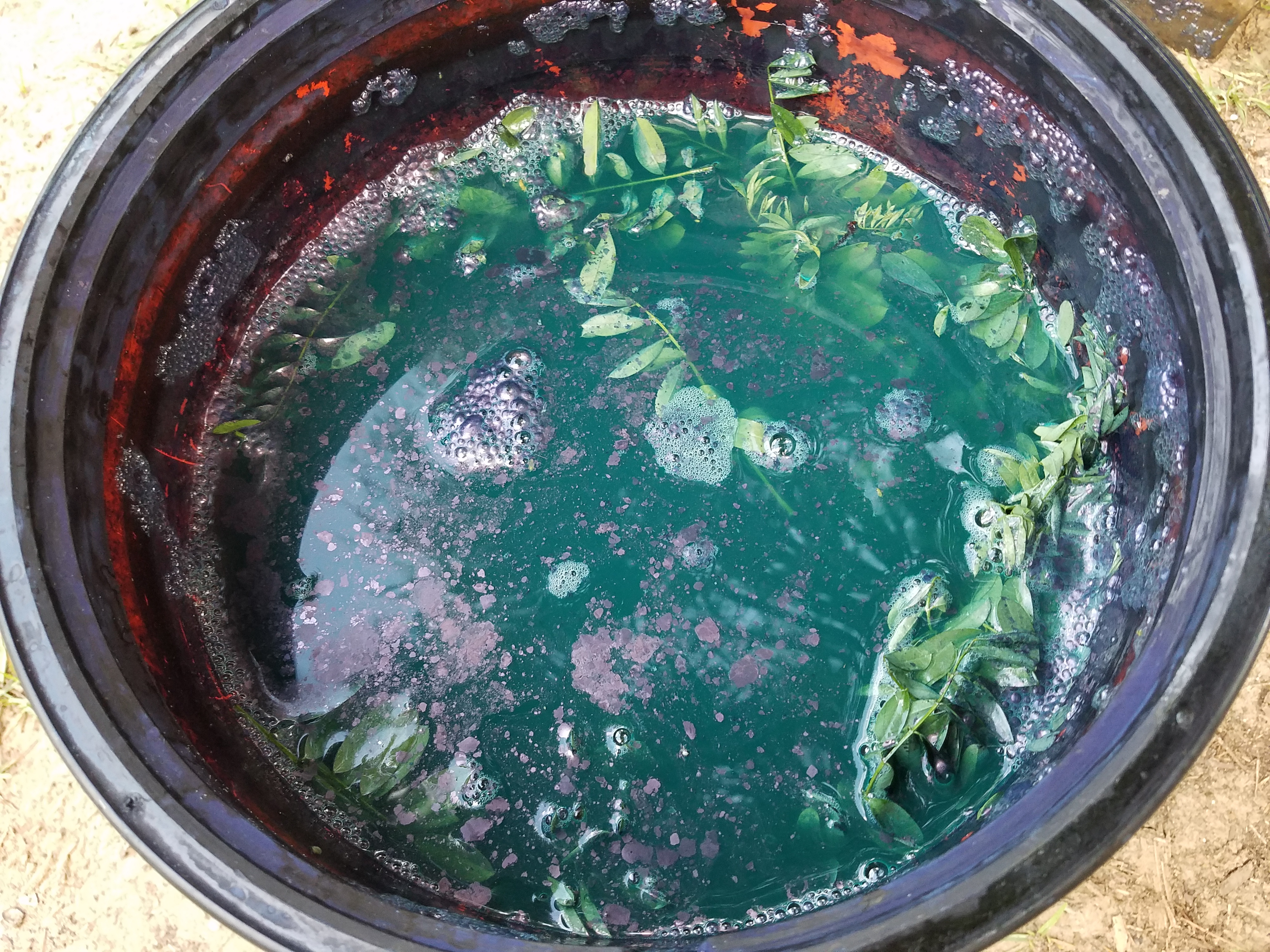 Fermented indigo