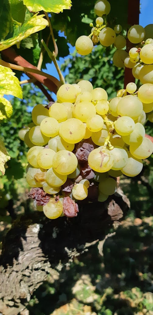 ソーテルヌ　シャトー見学プラン