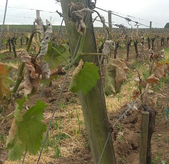 ブドウ畑の現状
