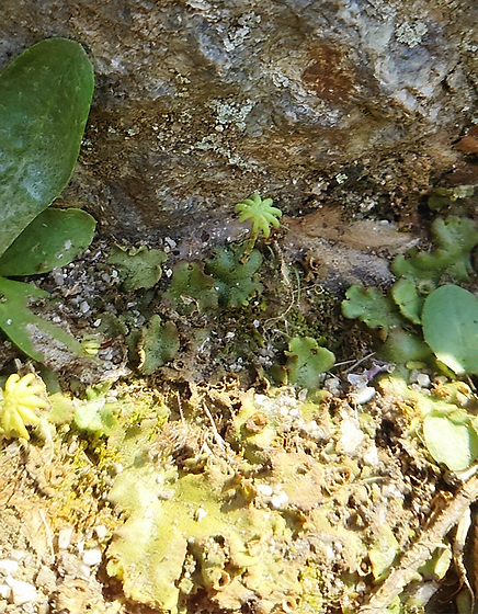 Marchantia_edited.png
