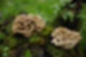 medicinal-mushrooms-maitake-1610023992.jpg