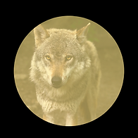 Untitled design (6).png