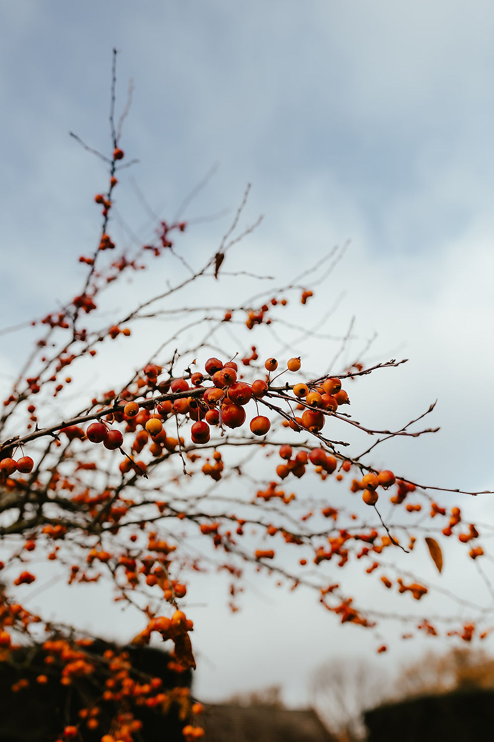 Branches with clusters of red and orange berries against a cloudy sky. Bare branches create an autumnal mood. No text visible.