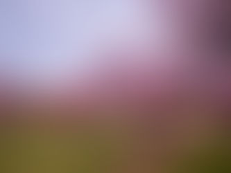 古河市の魅力に心奪われる！おすすめの観光スポット