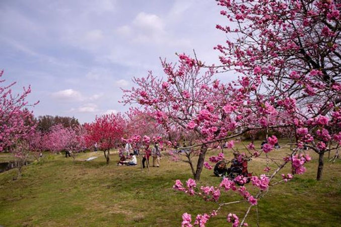 古河市の魅力に心奪われる!おすすめの観光スポット