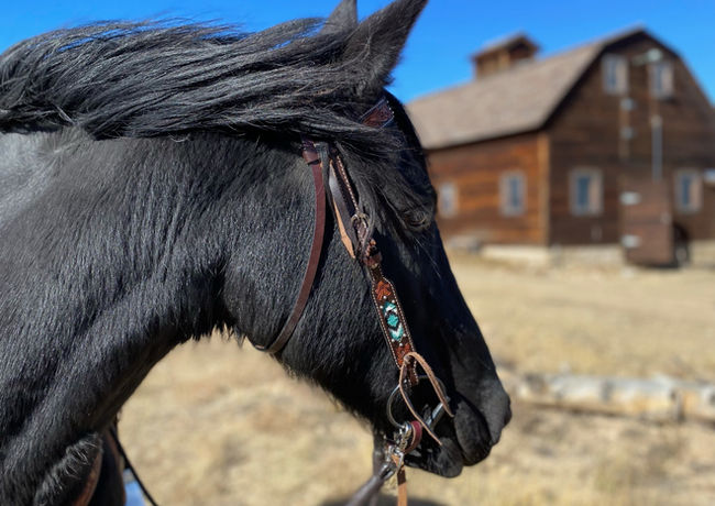Horses of Dragon Ranch
