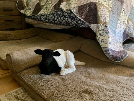 Robert the house lamb. 