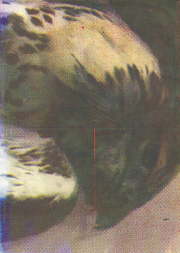 bird (scan overview).jpeg