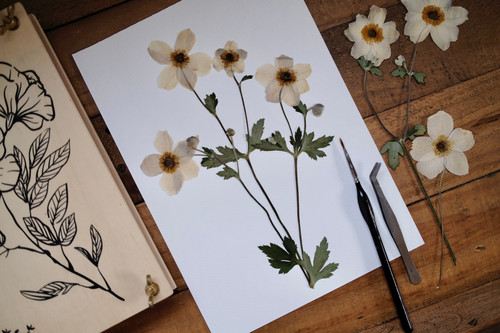 【A4サイズ額付】井上治OsamuInoue『Japanese Anemones Japanese Anemone | By Amber Hopkins
