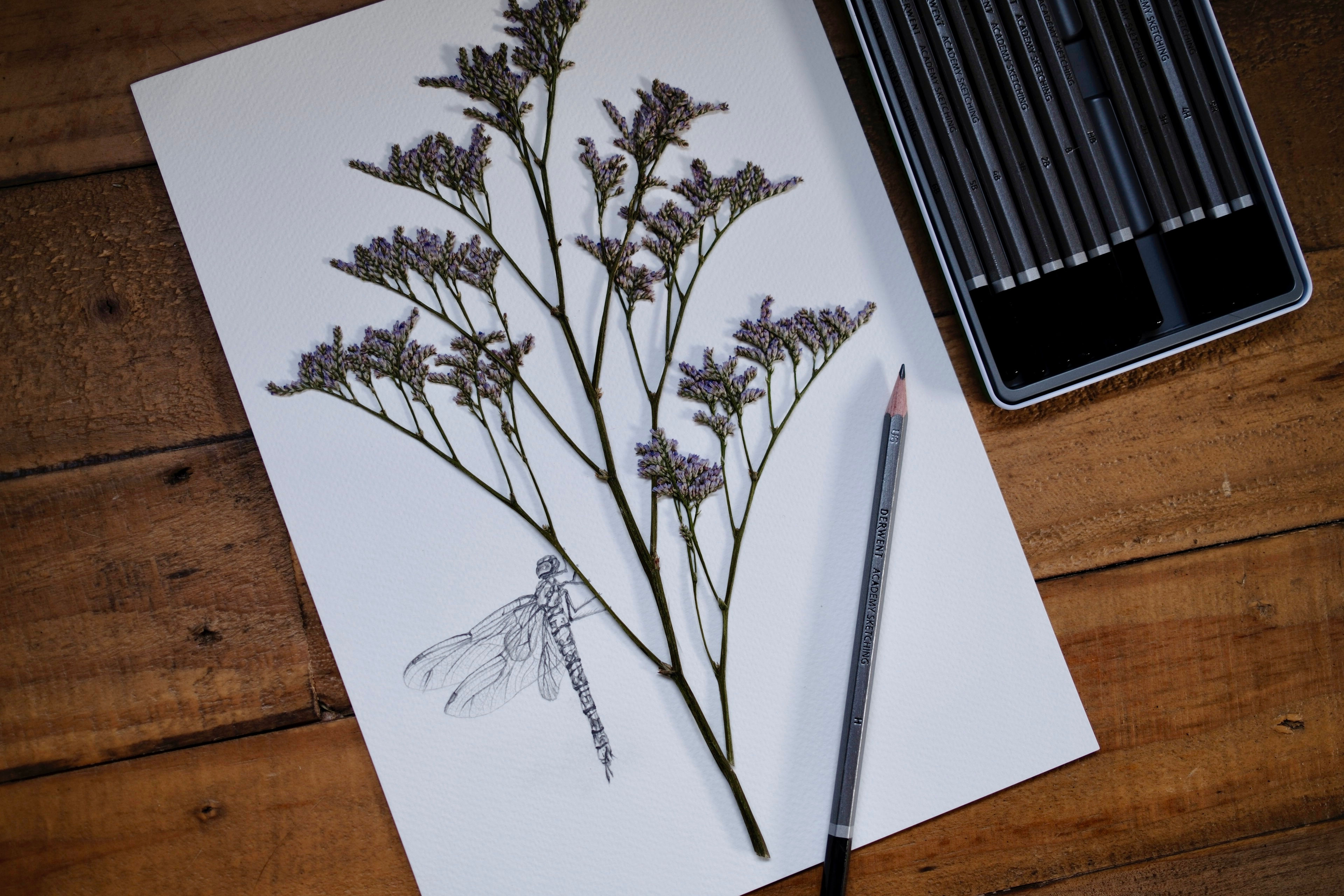 Dragonfly & Limonium