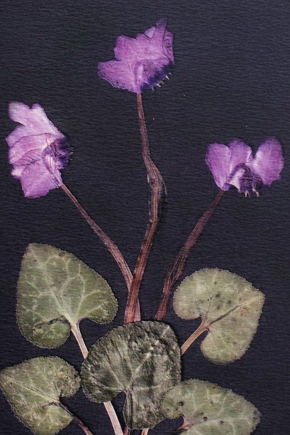 Thumbnail: Cyclamen (January)