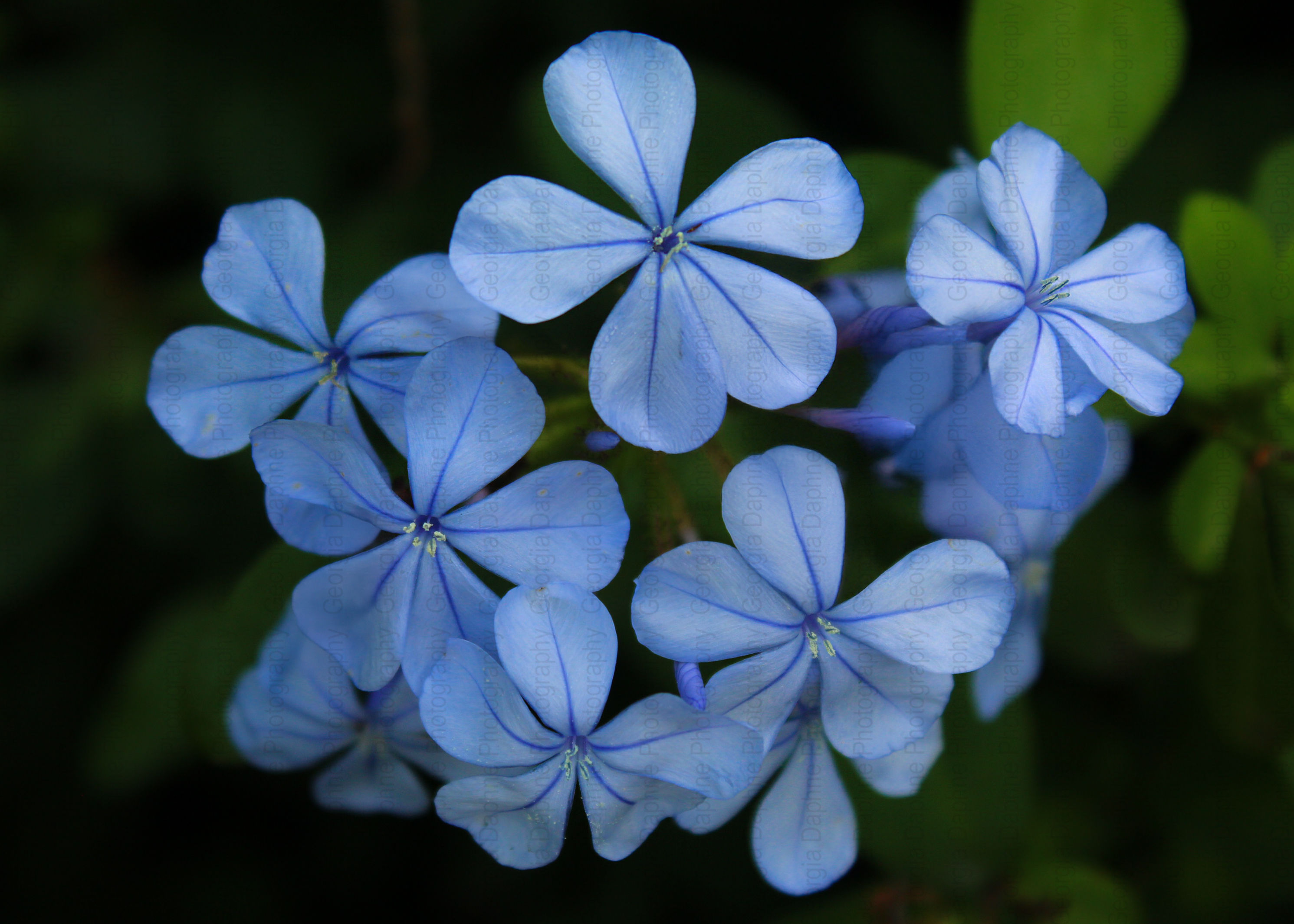 Plumbago Auriculata 2 - Garden's Breath