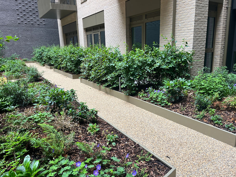 Modern urban garden walkway with lush planters