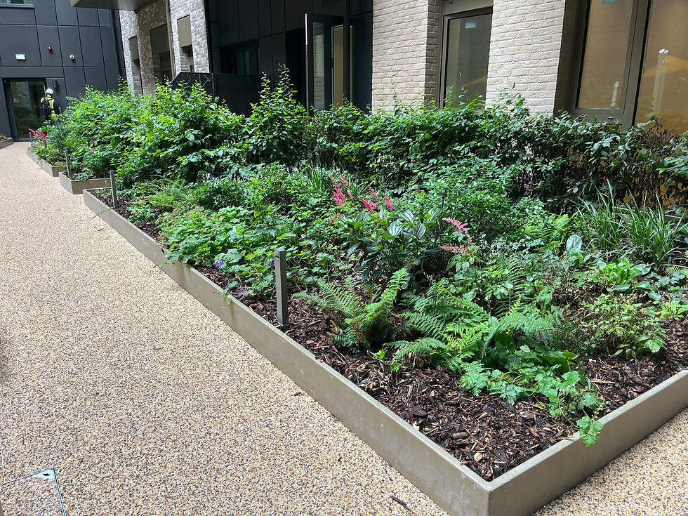 Landscaped garden planting