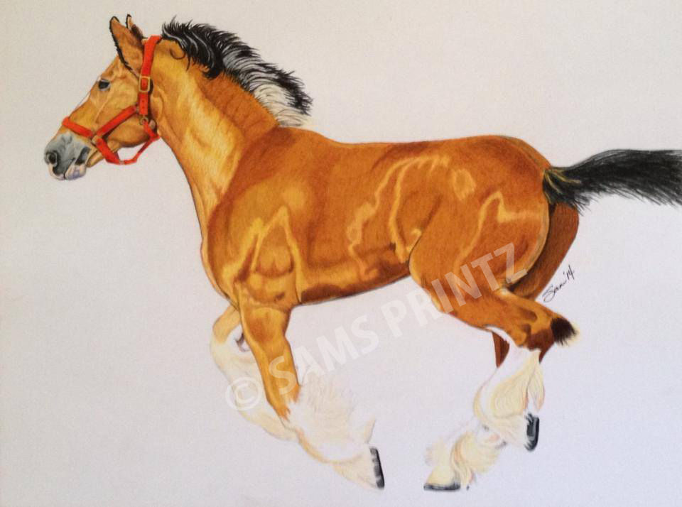 Horse With No Name