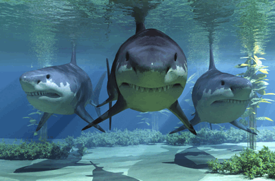 Sharks