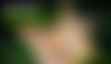 Goldrausch im Amazonas! Stoppt die Zerstörung - Petition