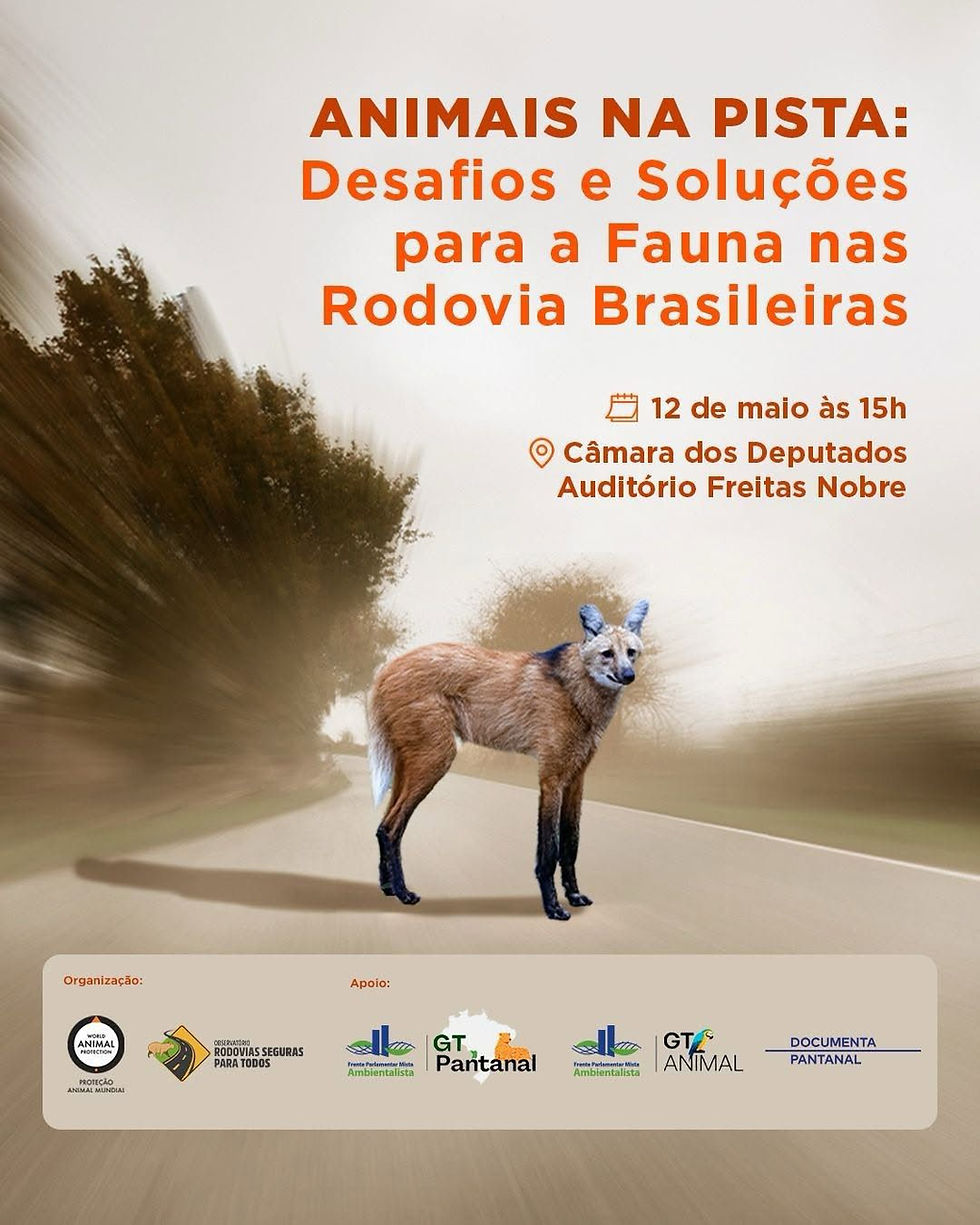 Filme inédito expõe realidade dos atropelamentos de animais silvestres e a invisibilidade do tema