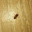 Miniaturbild: Drosophila Melanogaster 'Ameise' 