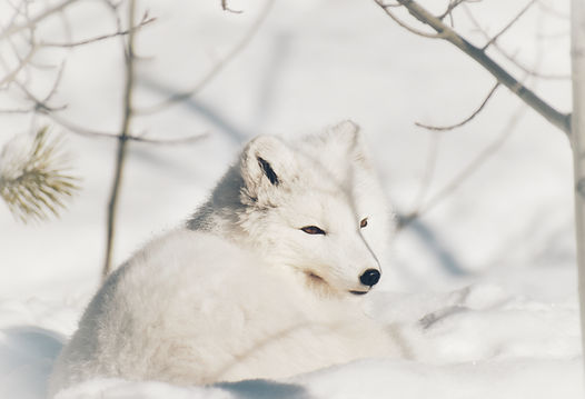 Renard arctique, Photographie, 2019, 16x24, Impression sur acrylique