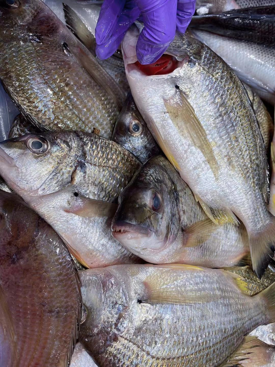 野生䲞魚 ( Snappers )