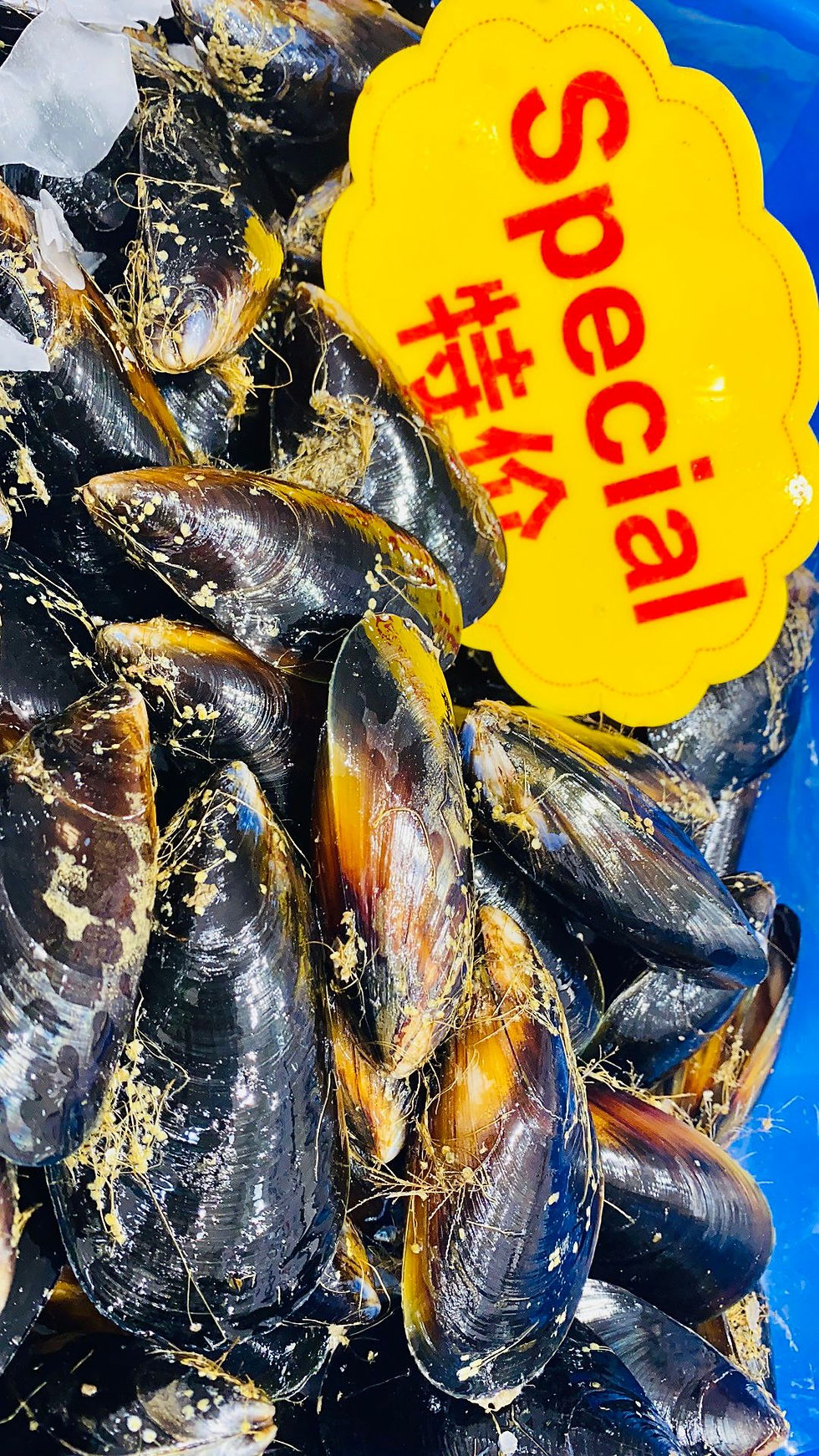 Thumbnail: 鲜活大号黑淡菜 （ Big Fresh Black Mussel )