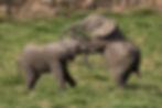 Wildlife