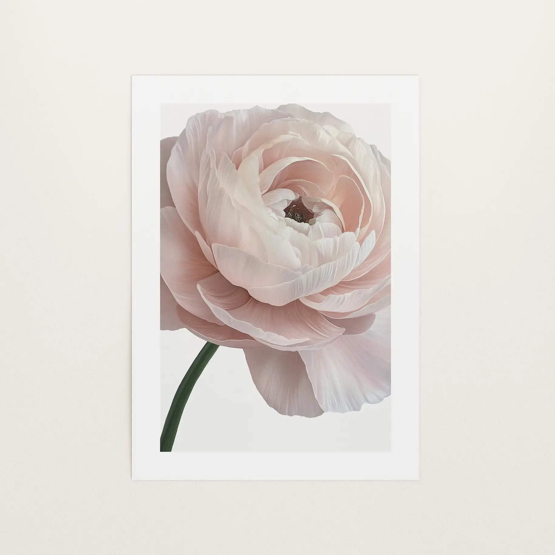 Ranunculus, Download Poster von Tales by Jen