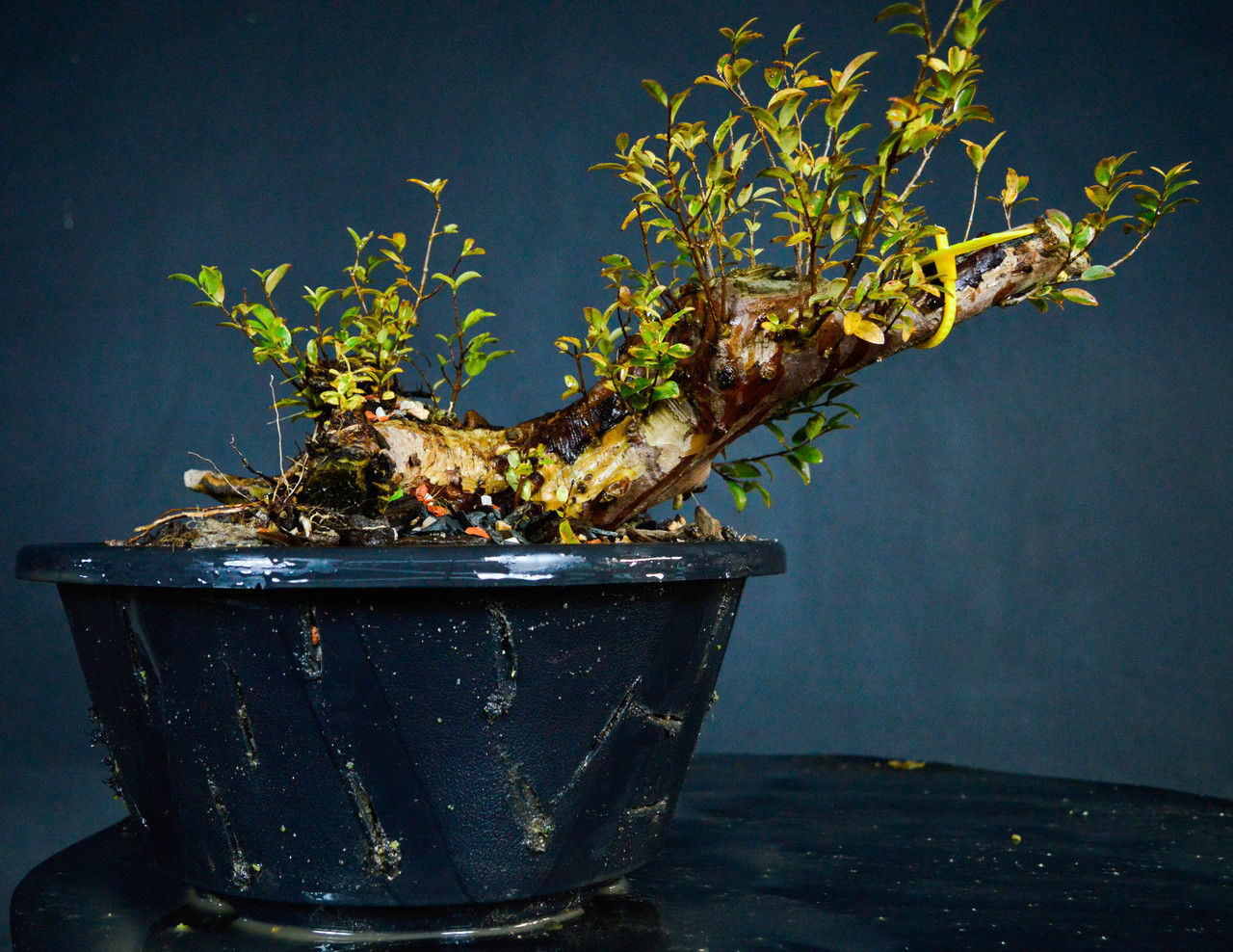 JABUTICABEIRA (CAIPIRINHA)