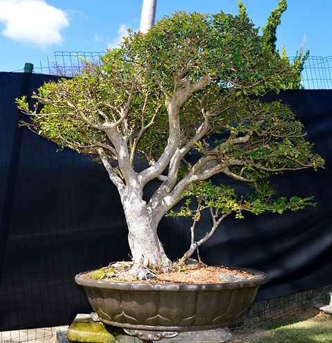bonsai moyogi style A-BONSAI Moyogi (Black Pine Height 40cm) – J-和インターナショナルストア main image 1