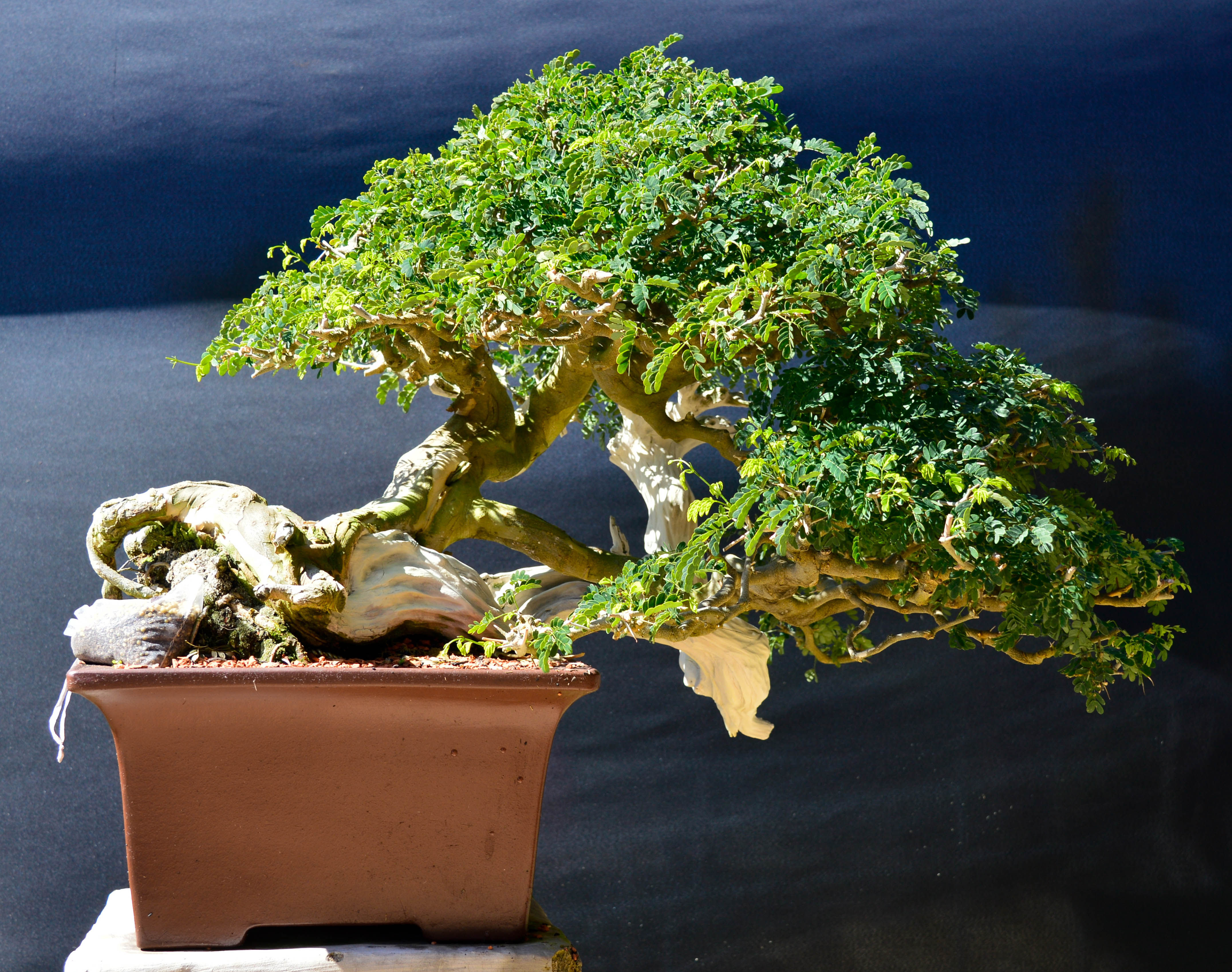 PITHECOLOBIUM ( PITECO)