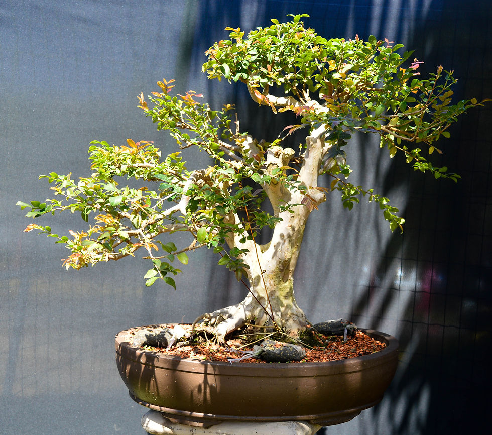 JABUTICABEIRA (CAIPIRINHA)