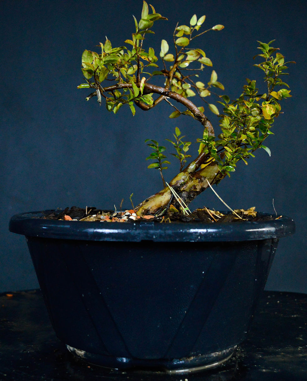 JABUTICABEIRA (CAIPIRINHA)