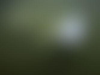 Offering a dose of healing, curious beluga whales frolic in a warming Hudson Bay