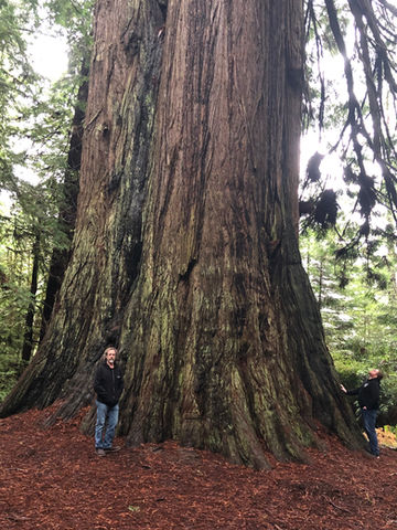 Humboldt County Redwood Tree