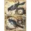 Thumbnail: Ciao Bella Rice Paper A5 MIXED 8/Pkg Dark Academia