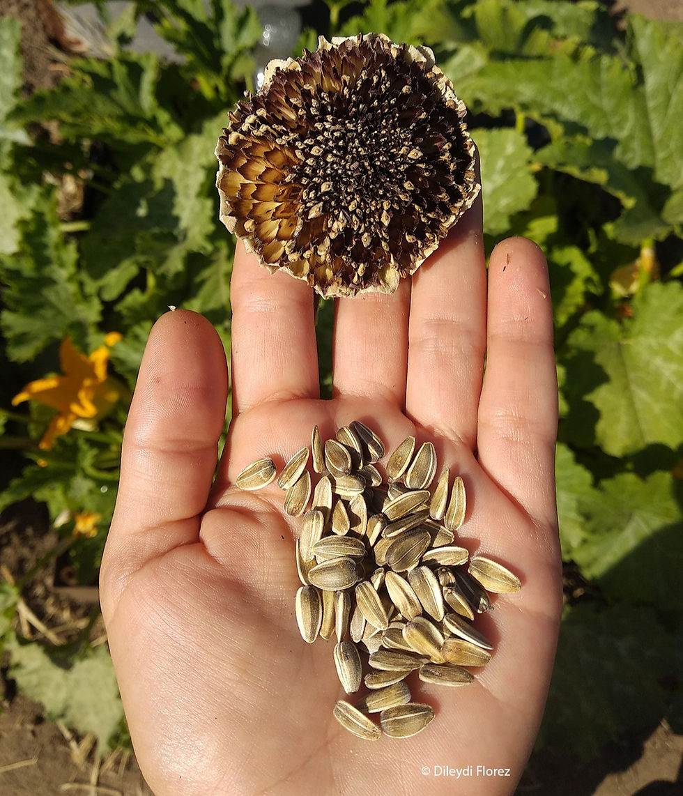 #ourgarden; #seeds; #sunflower; #ourhomeproject
