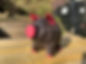 IMG_0213.jpeg