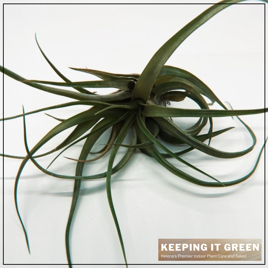 Keeping It Green