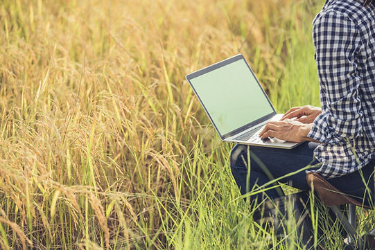 agricultor-no-campo-de-arroz-com-laptop.jpg