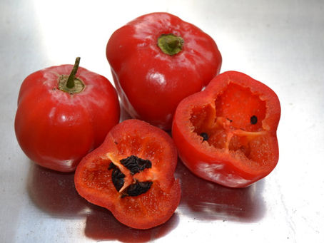BENEFICIOS DEL ROCOTO